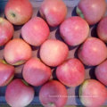 La nouvelle récolte de pommes Qinguan arrive bientôt